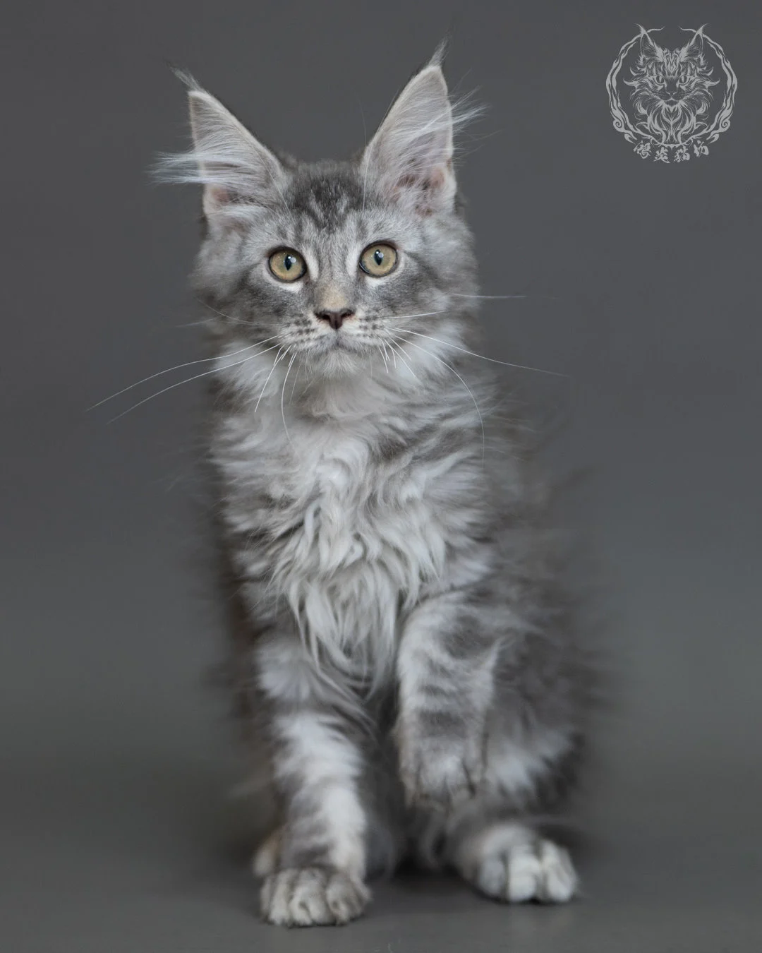 藍銀虎斑緬因貓 Blue Silver Tabby Maine Coon 3months Cattery Taichung 1