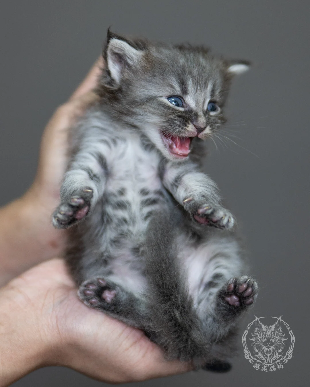 藍銀虎斑緬因貓 Blue Silver Tabby Maine Coon 4weeks Holding 3
