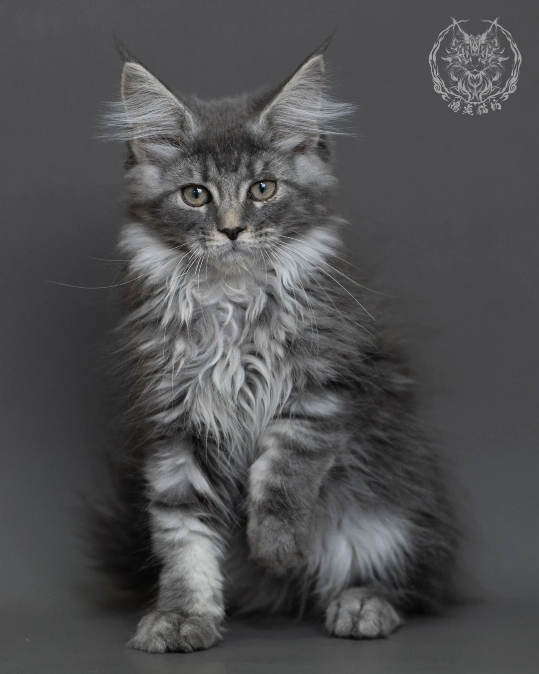 藍銀虎斑緬因貓 Blue Silver Tabby Maine Coon 3months Cattery Taichung 16
