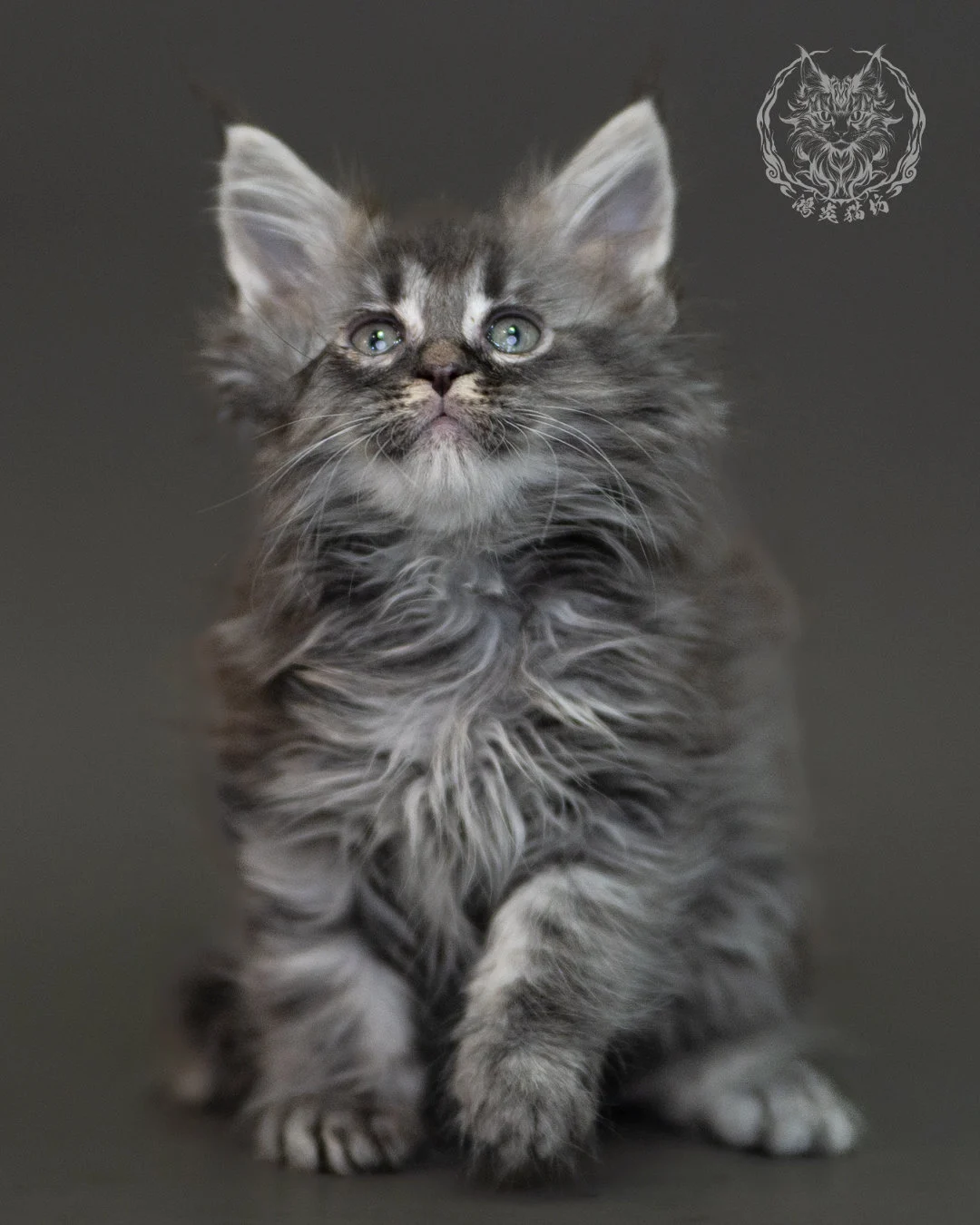 藍銀虎斑緬因貓 Blue Silver Tabby Maine Coon 2months Cattery Taichung 9