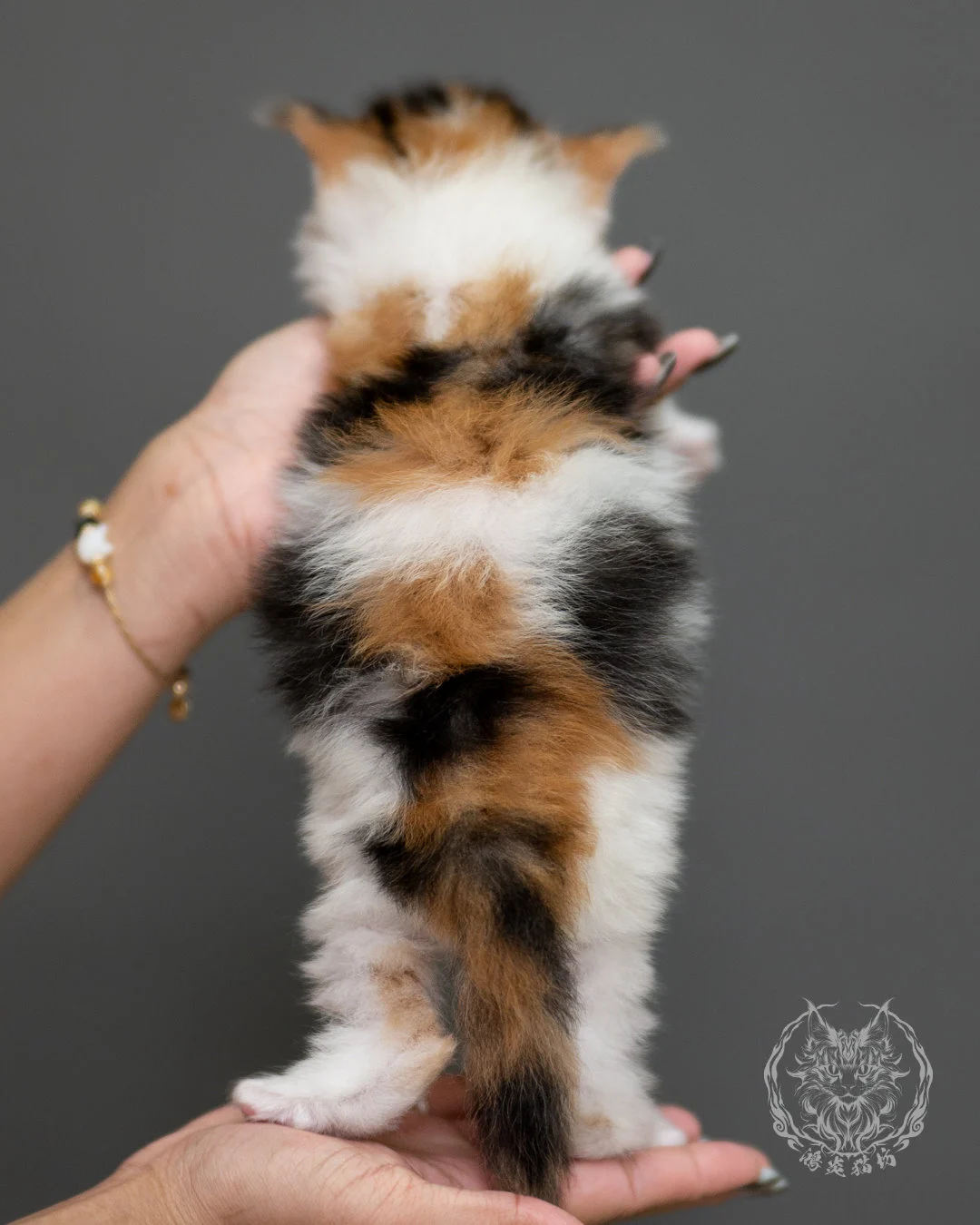 棕虎斑緬因貓(三花) Calico Maine Coon 4weeks Record 5
