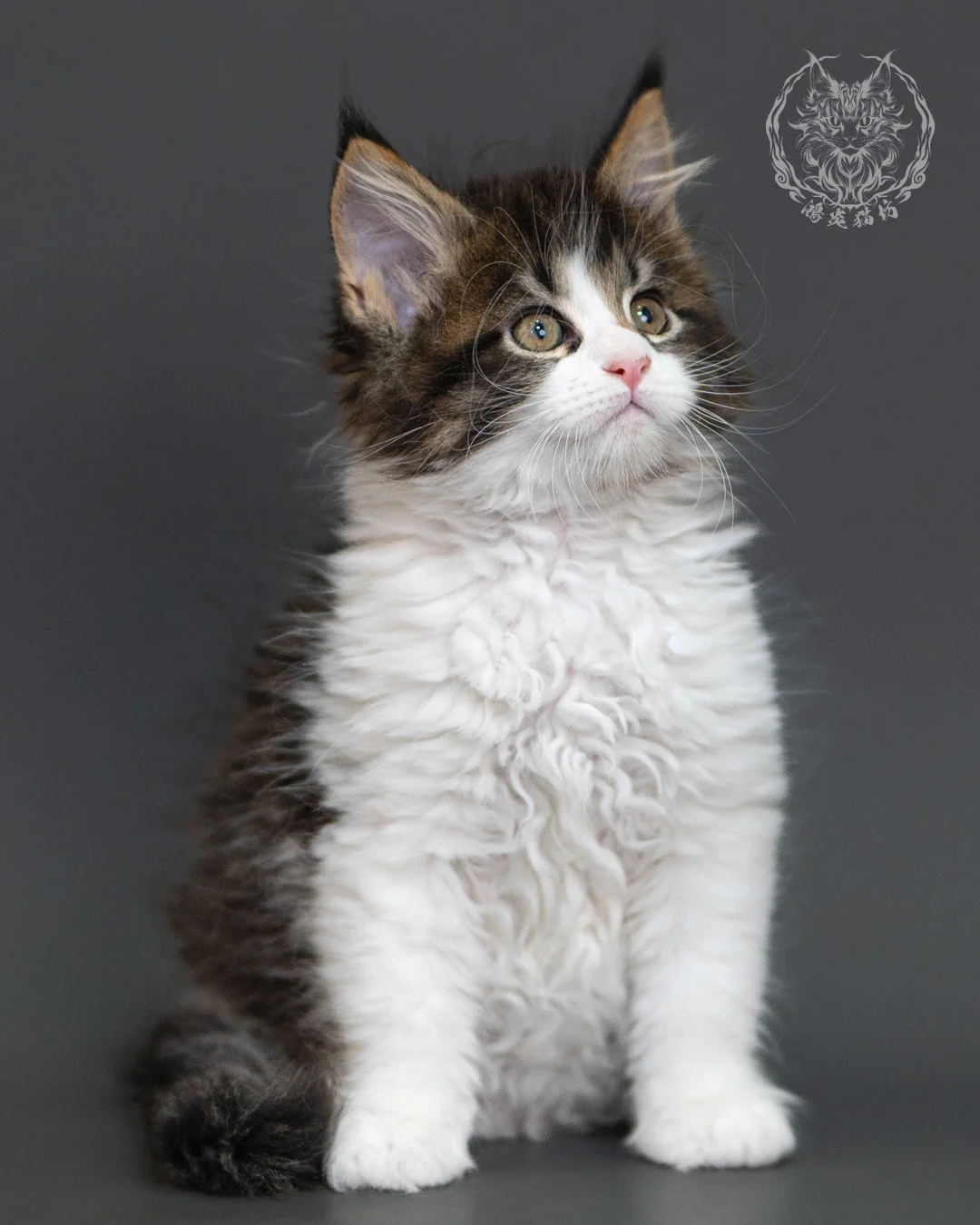 棕虎斑緬因貓 Brown Tabby Maine Coon 2months Cattery Taichung 2