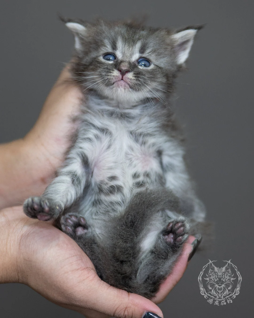 藍銀虎斑緬因貓 Blue Silver Tabby Maine Coon 4weeks Holding 4