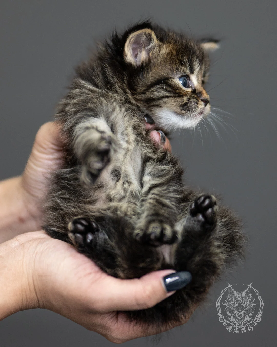 棕虎斑緬因貓 Brown Tabby Maine Coon 4weeks Side 4