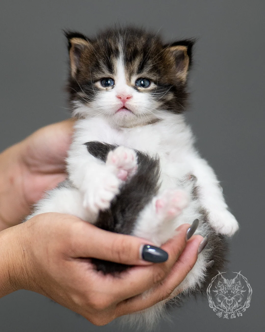 棕虎斑緬因貓 Brown Tabby Maine Coon 4weeks Record 4