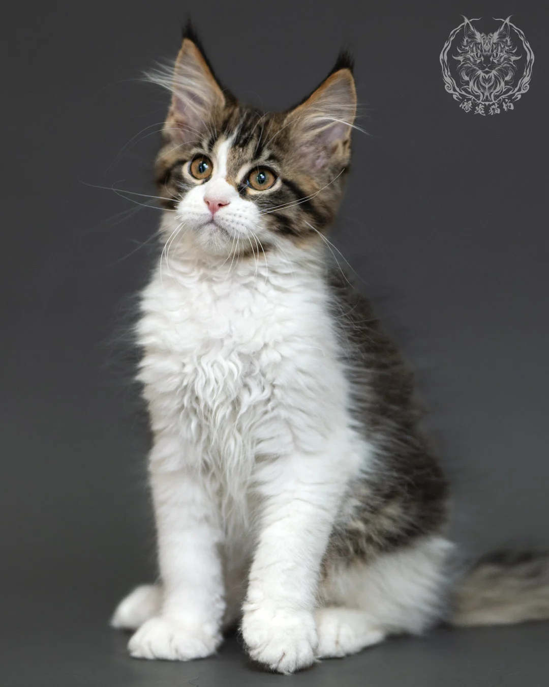 棕虎斑緬因貓 3個月紀錄 Brown Tabby Maine Coon Kitten 3months 9