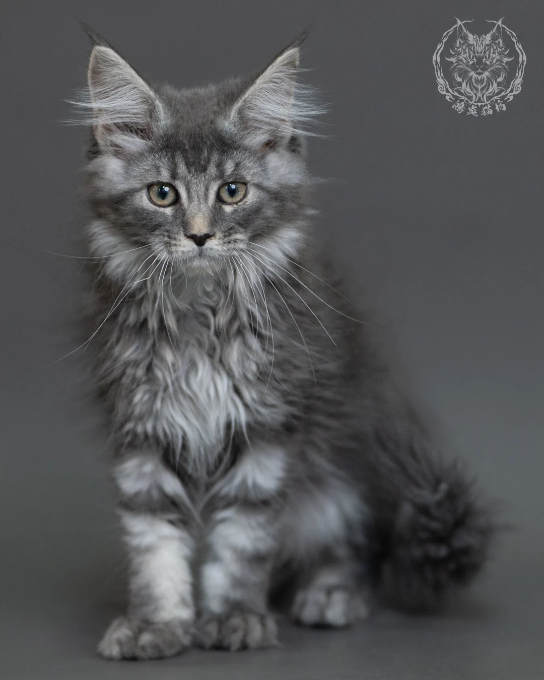 藍銀虎斑緬因貓 Blue Silver Tabby Maine Coon 3months Cattery Taichung 2