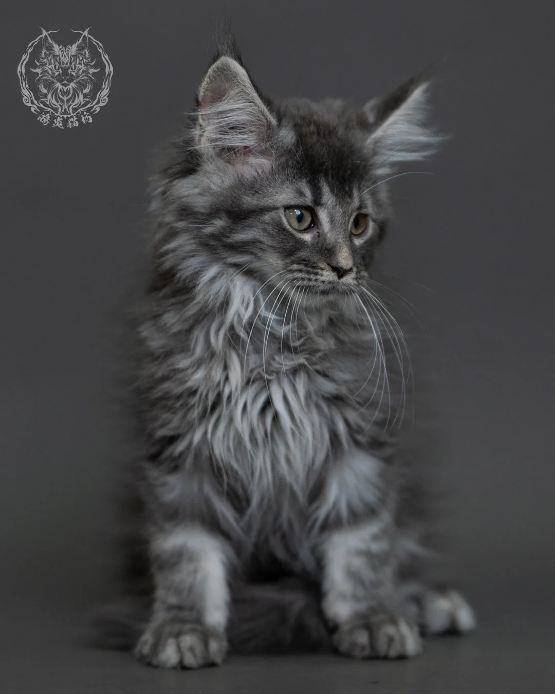 藍銀虎斑緬因貓 Blue Silver Tabby Maine Coon 3months Cattery Taichung 15