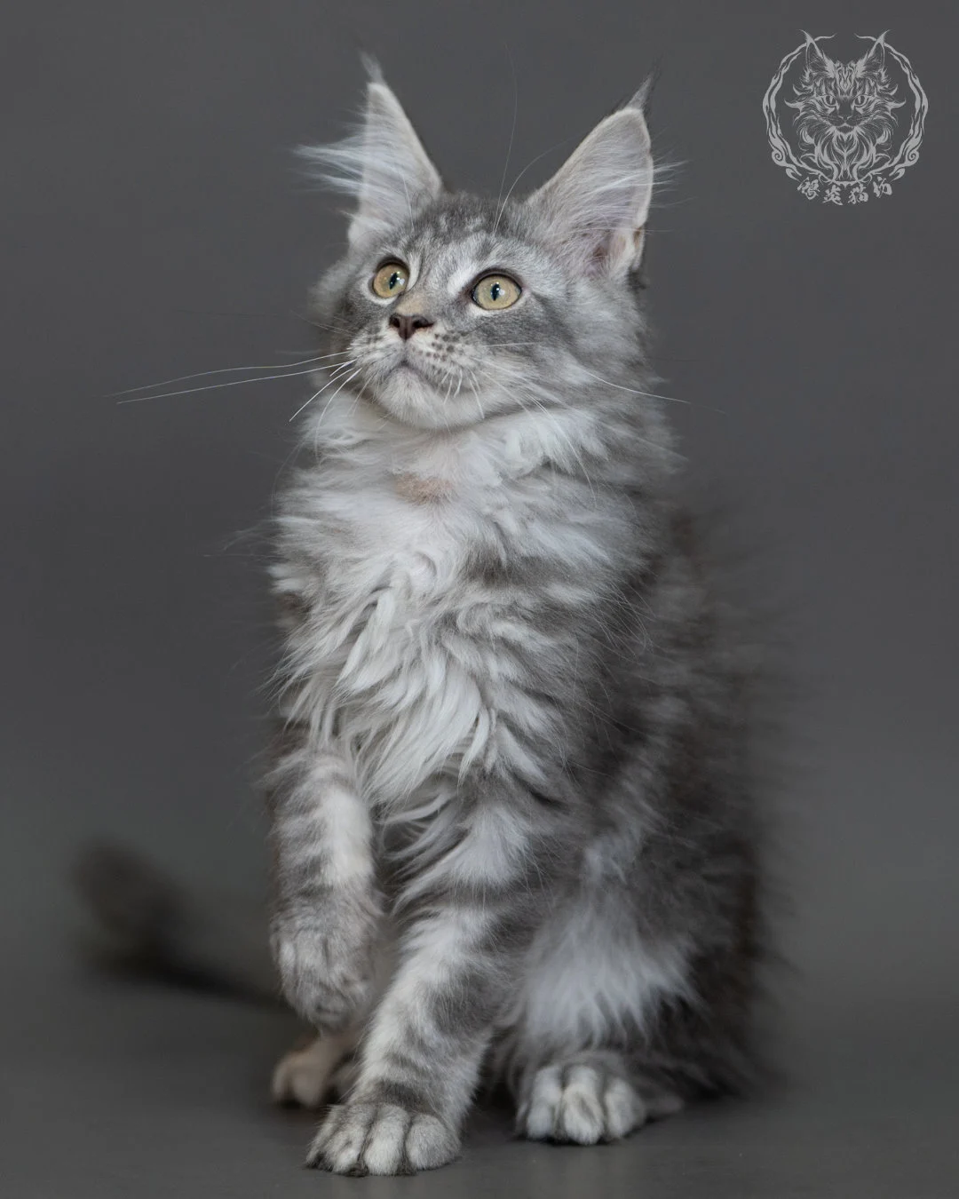 藍銀虎斑緬因貓 Blue Silver Tabby Maine Coon 3months Cattery Taichung 3