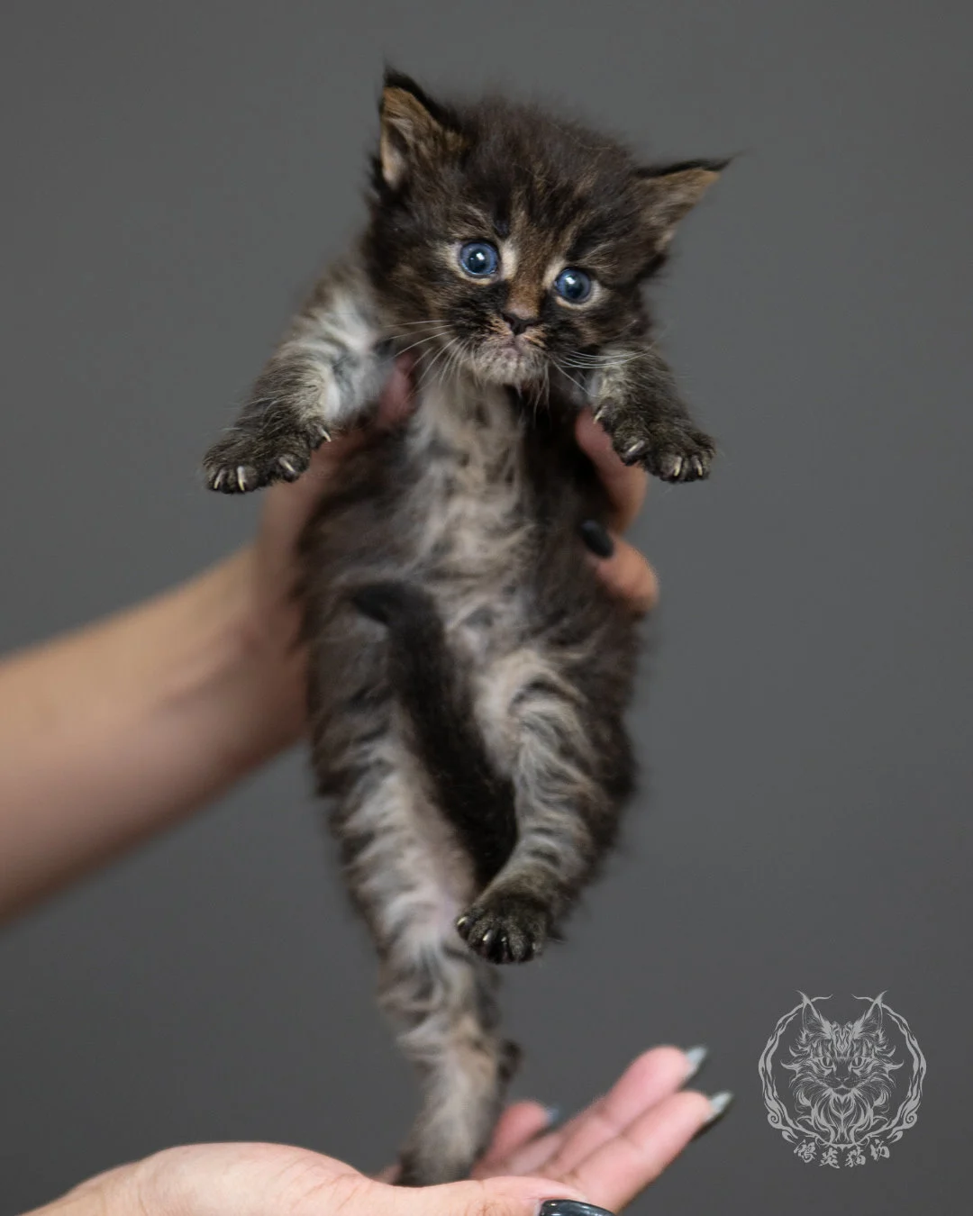 棕虎斑緬因貓 Brown Tabby Maine Coon 4weeks Side 7