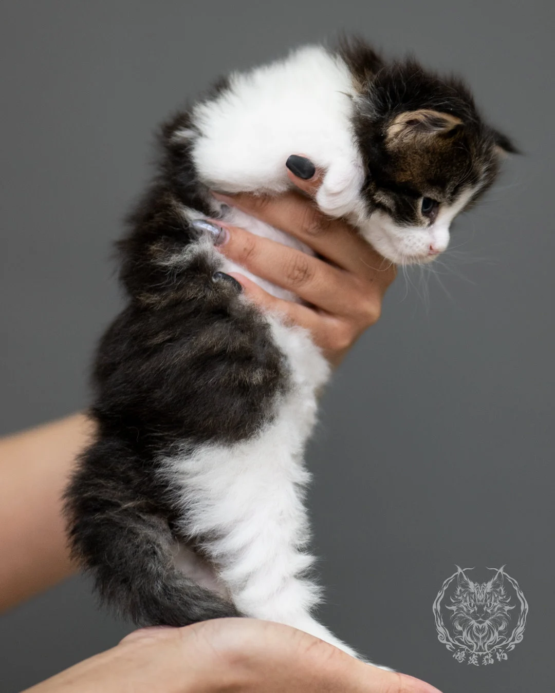 棕虎斑緬因貓 Brown Tabby Maine Coon 4weeks Record 5