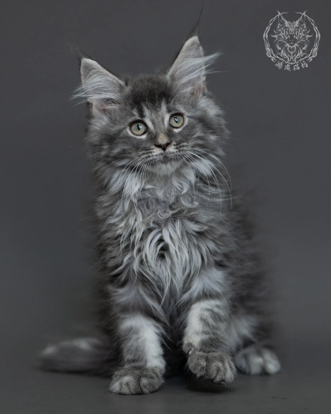 藍銀虎斑緬因貓 Blue Silver Tabby Maine Coon 3months Cattery Taichung 6