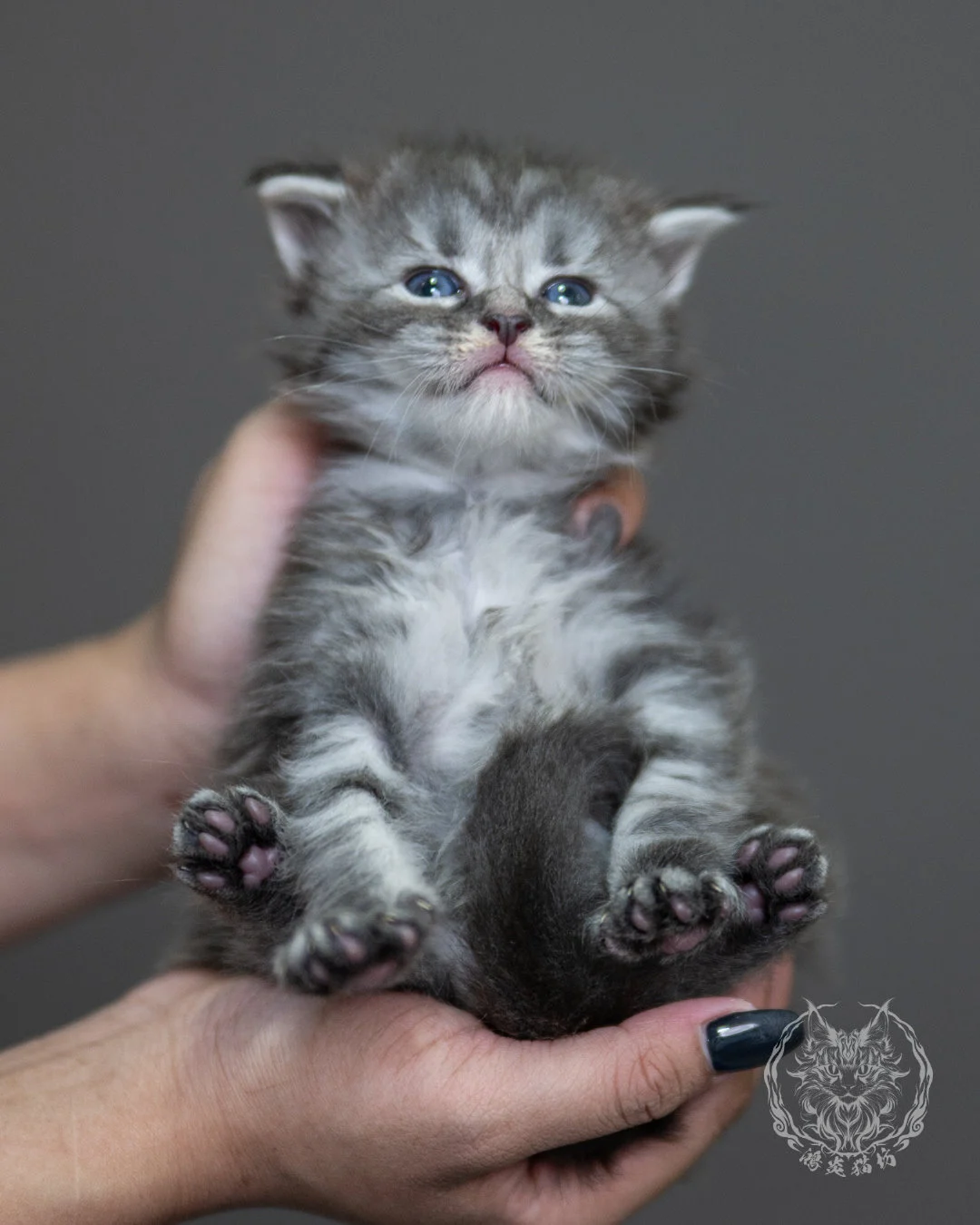藍銀虎斑緬因貓 Blue Silver Tabby Maine Coon 4weeks Holding 1