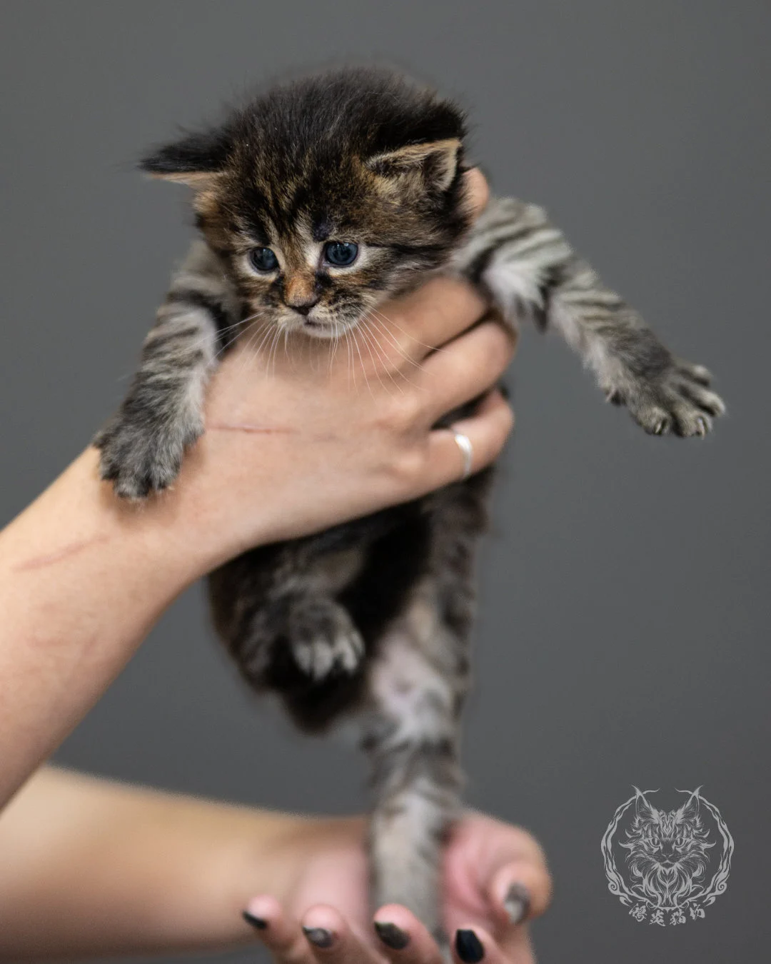 棕虎斑緬因貓 Brown Tabby Maine Coon 4weeks Side 12