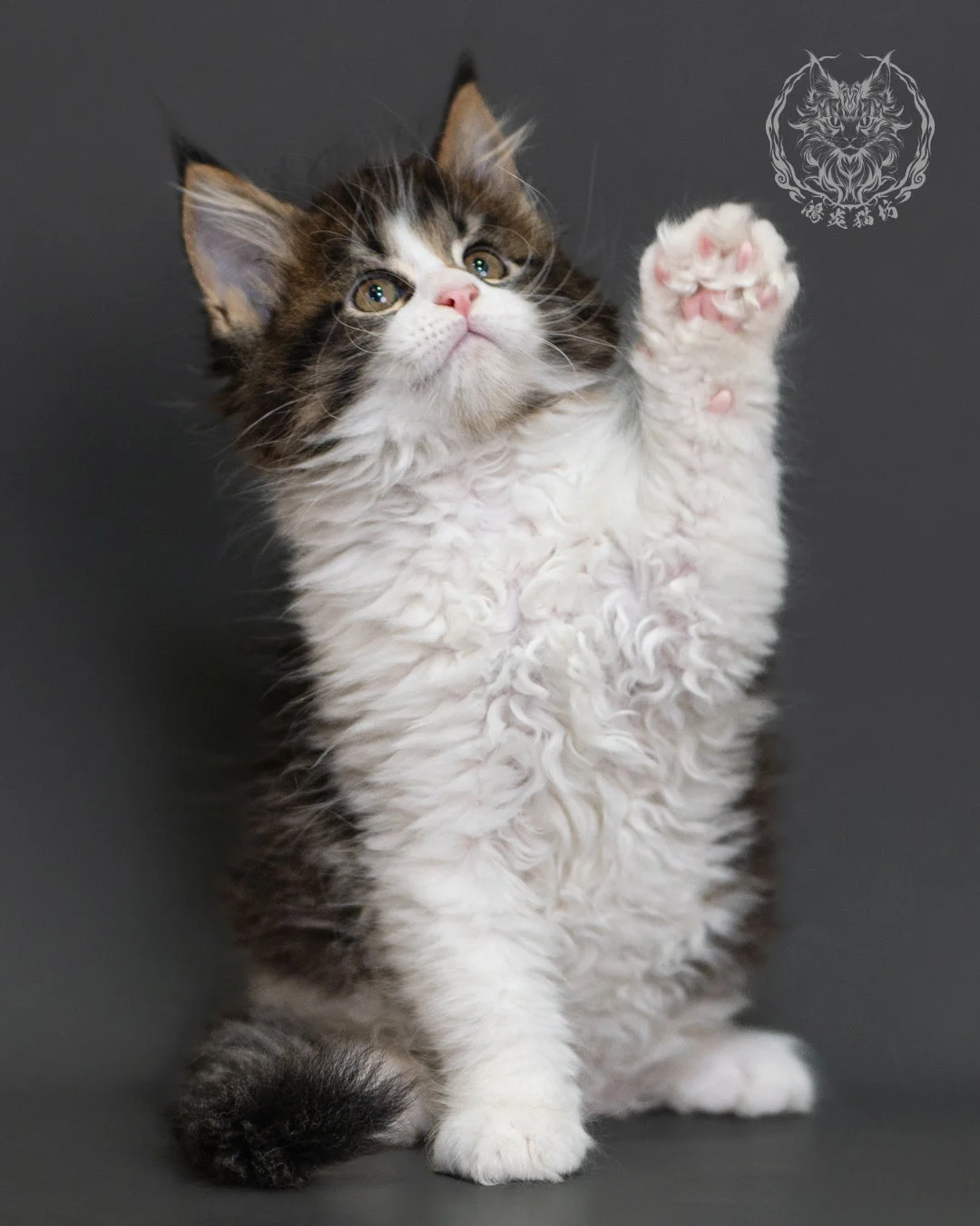 棕虎斑緬因貓 Brown Tabby Maine Coon 2months Cattery Taichung 5