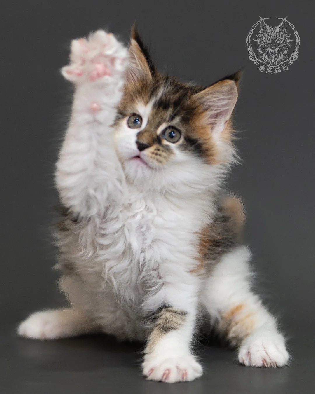 棕虎斑緬因貓(三花) Brown Tabby Calico Maine Coon 2months Cattery Taichung 14