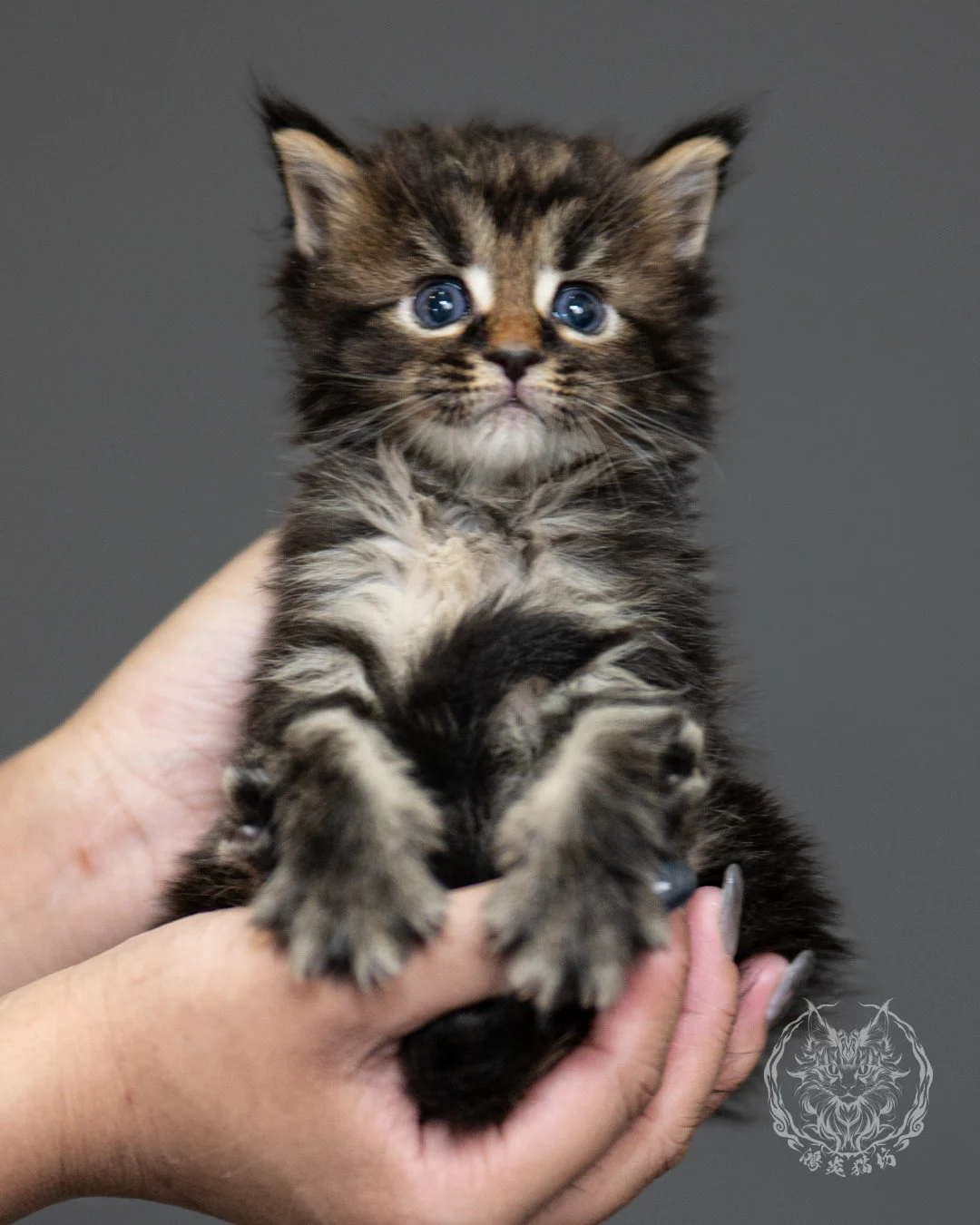 棕虎斑緬因貓 Brown Tabby Maine Coon 4weeks Side 3