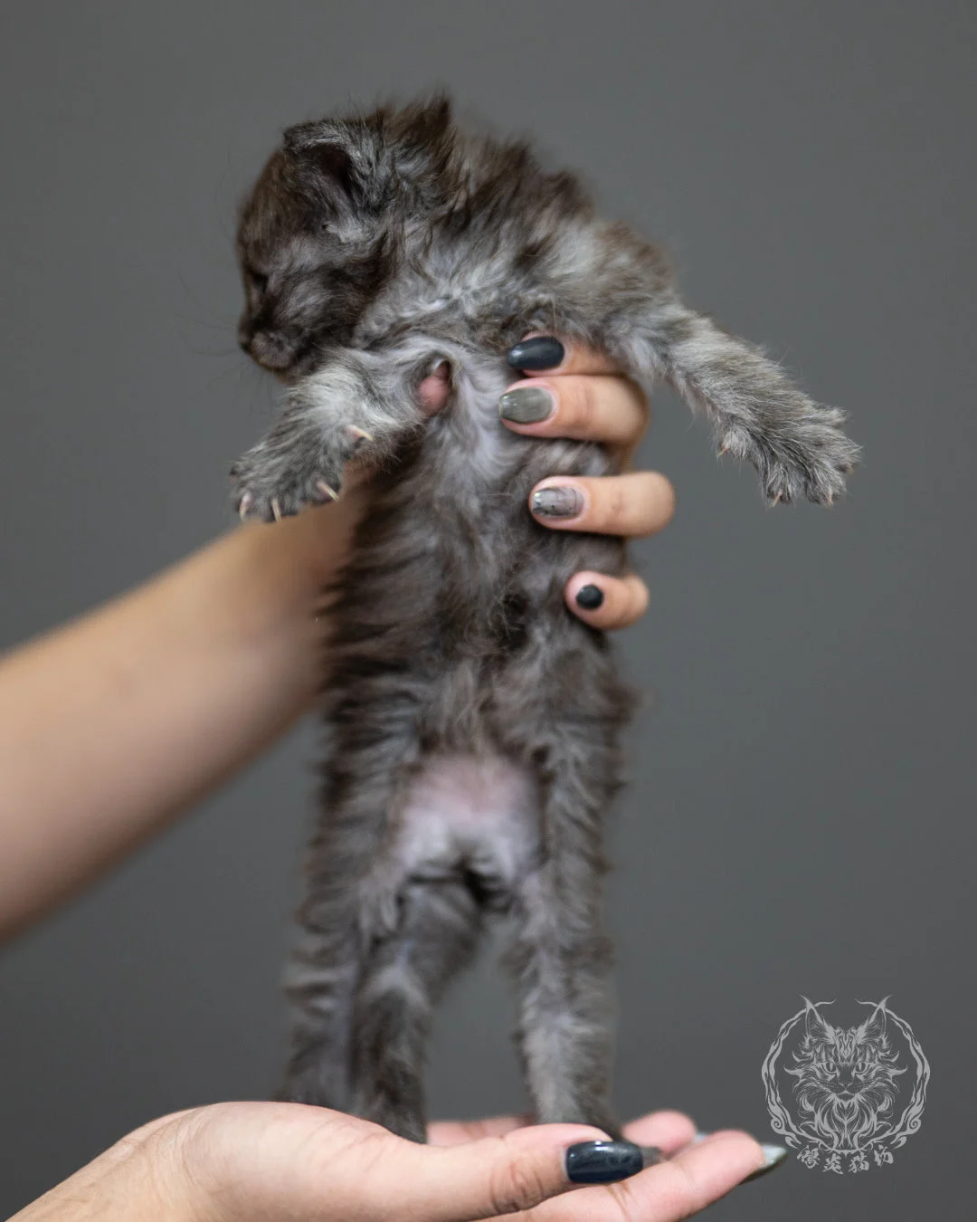 黑煙燻緬因貓 Black Smoke Maine Coon 4weeks Standing 7