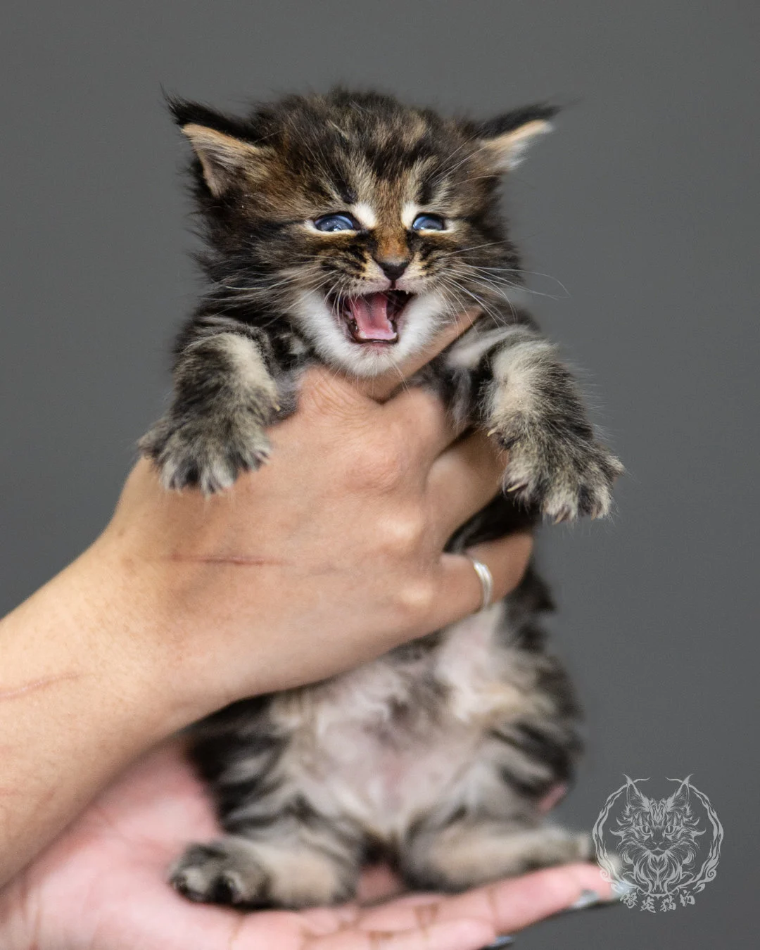 棕虎斑緬因貓 Brown Tabby Maine Coon 4weeks Side 10