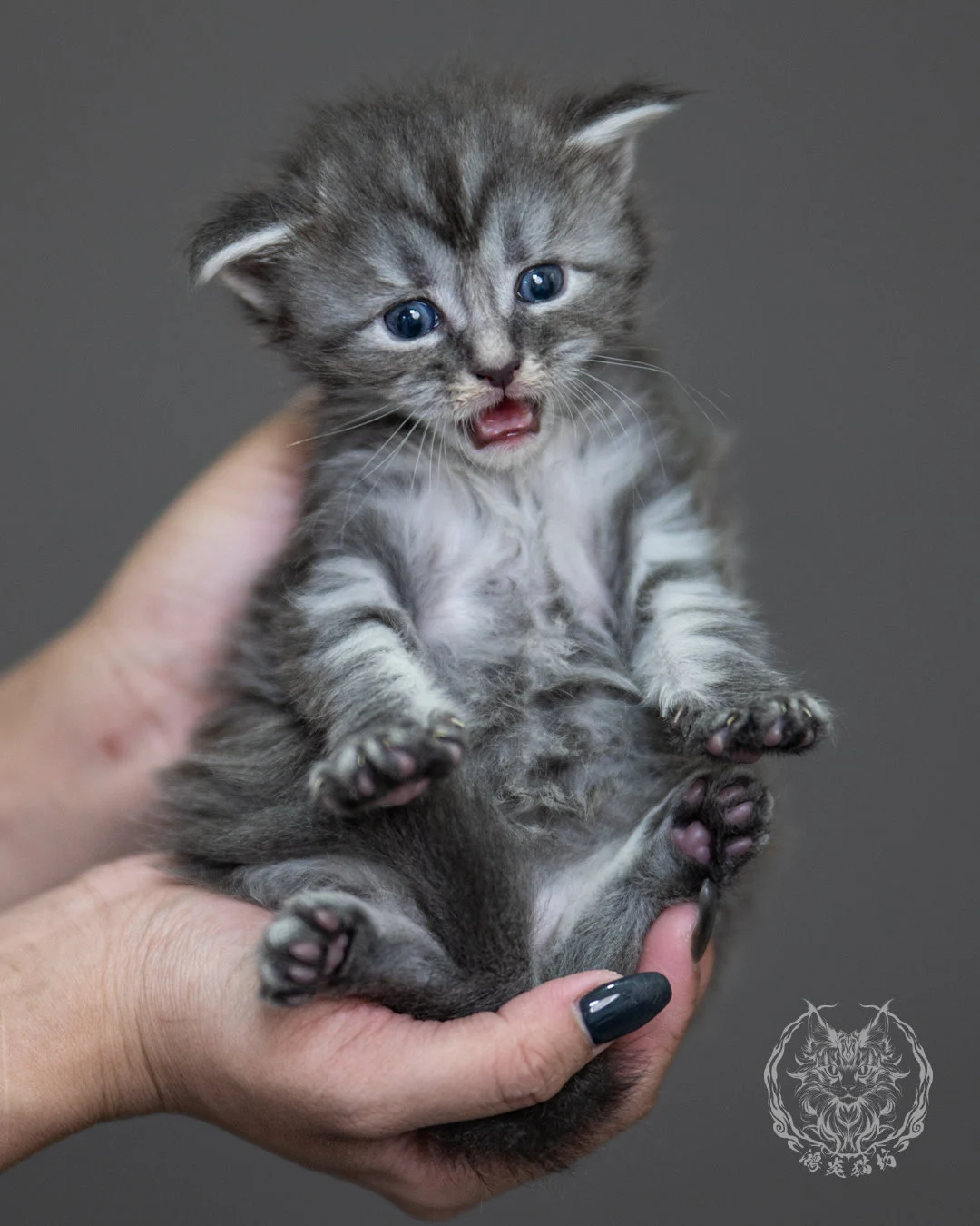 藍銀虎斑緬因貓 Blue Silver Tabby Maine Coon 4weeks Holding 7