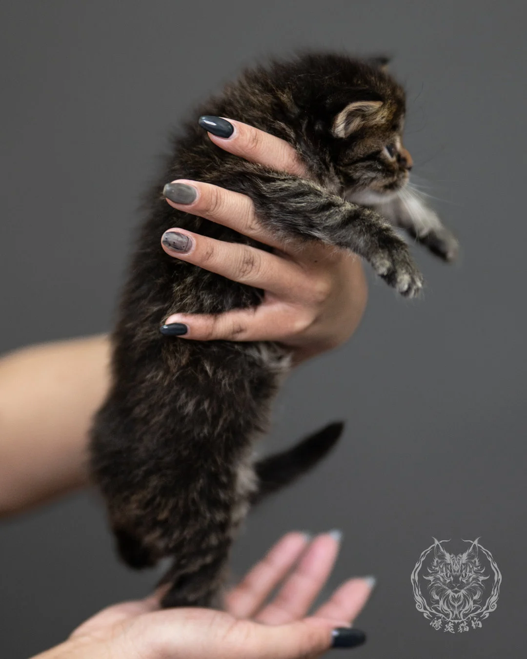 棕虎斑緬因貓 Brown Tabby Maine Coon 4weeks Side 14