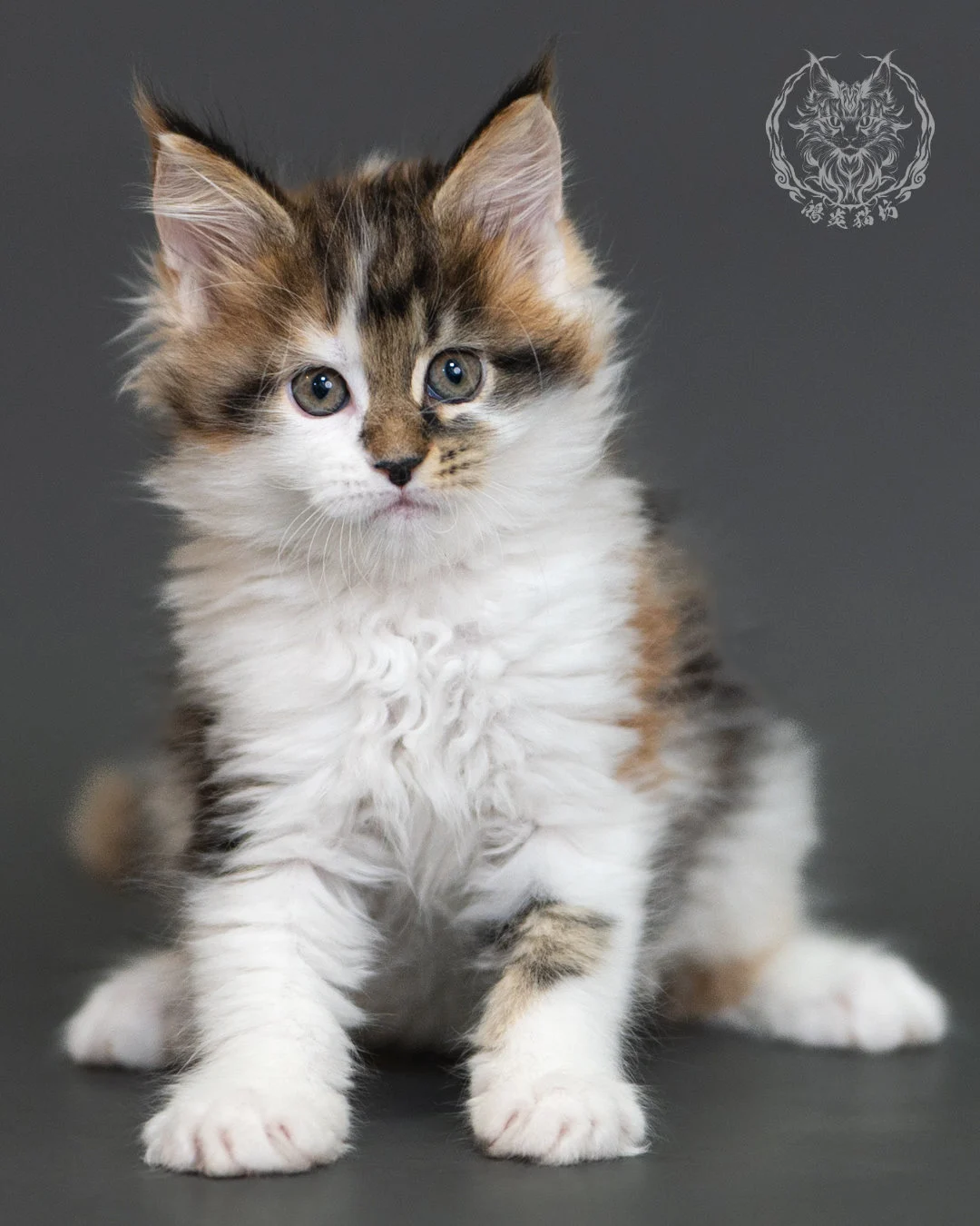 棕虎斑緬因貓(三花) Brown Tabby Calico Maine Coon 2months Cattery Taichung 13