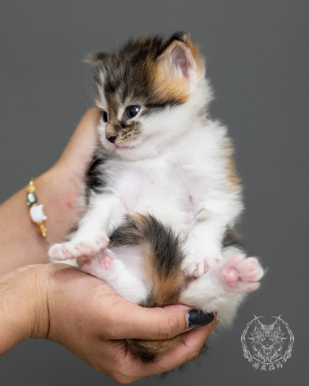 棕虎斑緬因貓(三花) Calico Maine Coon 4weeks Record 1