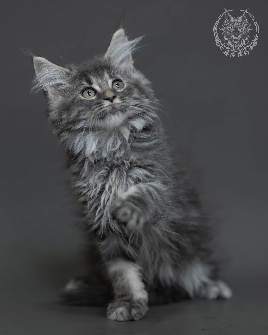 藍銀虎斑緬因貓 Blue Silver Tabby Maine Coon 3months Cattery Taichung 11