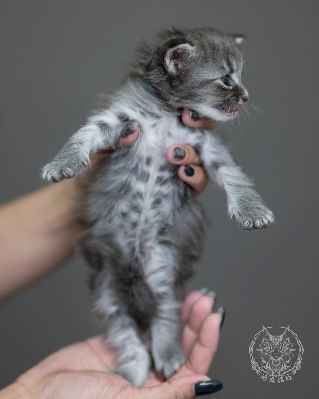 藍銀虎斑緬因貓 Blue Silver Tabby Maine Coon 4weeks Holding 9