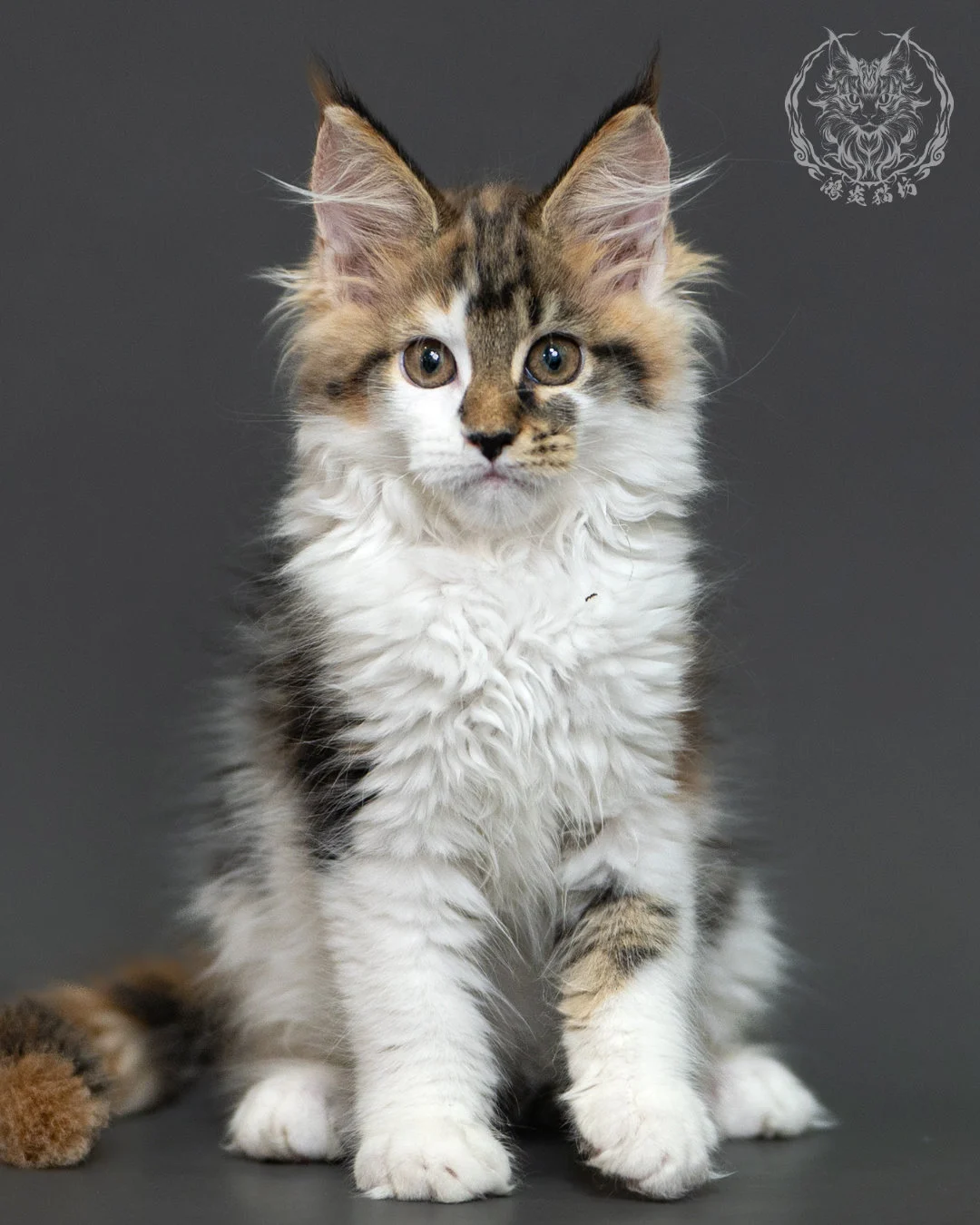 三花緬因貓 3個月紀錄 Calico Maine Coon Kitten 3months 6