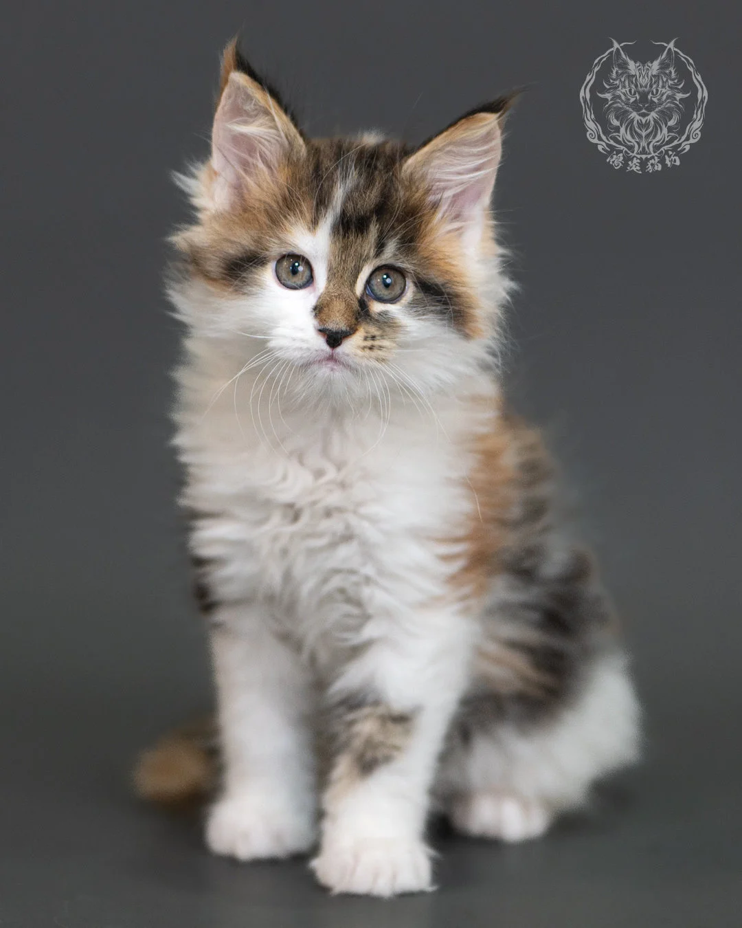棕虎斑緬因貓(三花) Brown Tabby Calico Maine Coon 2months Cattery Taichung 1