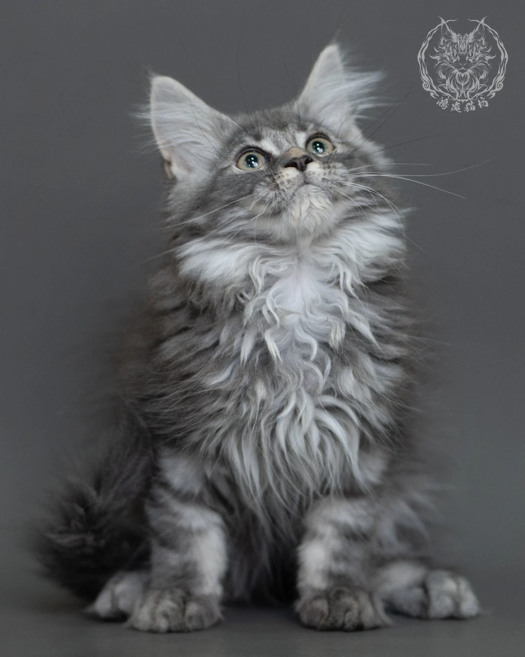 藍銀虎斑緬因貓 Blue Silver Tabby Maine Coon 3months Cattery Taichung 17