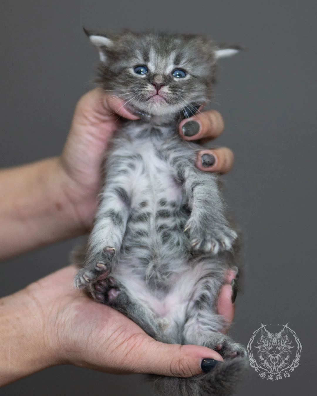 藍銀虎斑緬因貓 Blue Silver Tabby Maine Coon 4weeks Holding 2