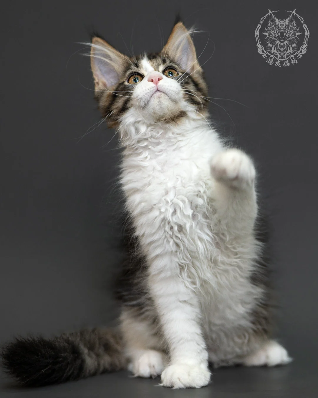 棕虎斑緬因貓 3個月紀錄 Brown Tabby Maine Coon Kitten 3months 2