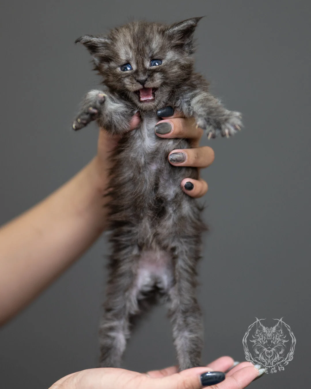 黑煙燻緬因貓 Black Smoke Maine Coon 4weeks Standing 9