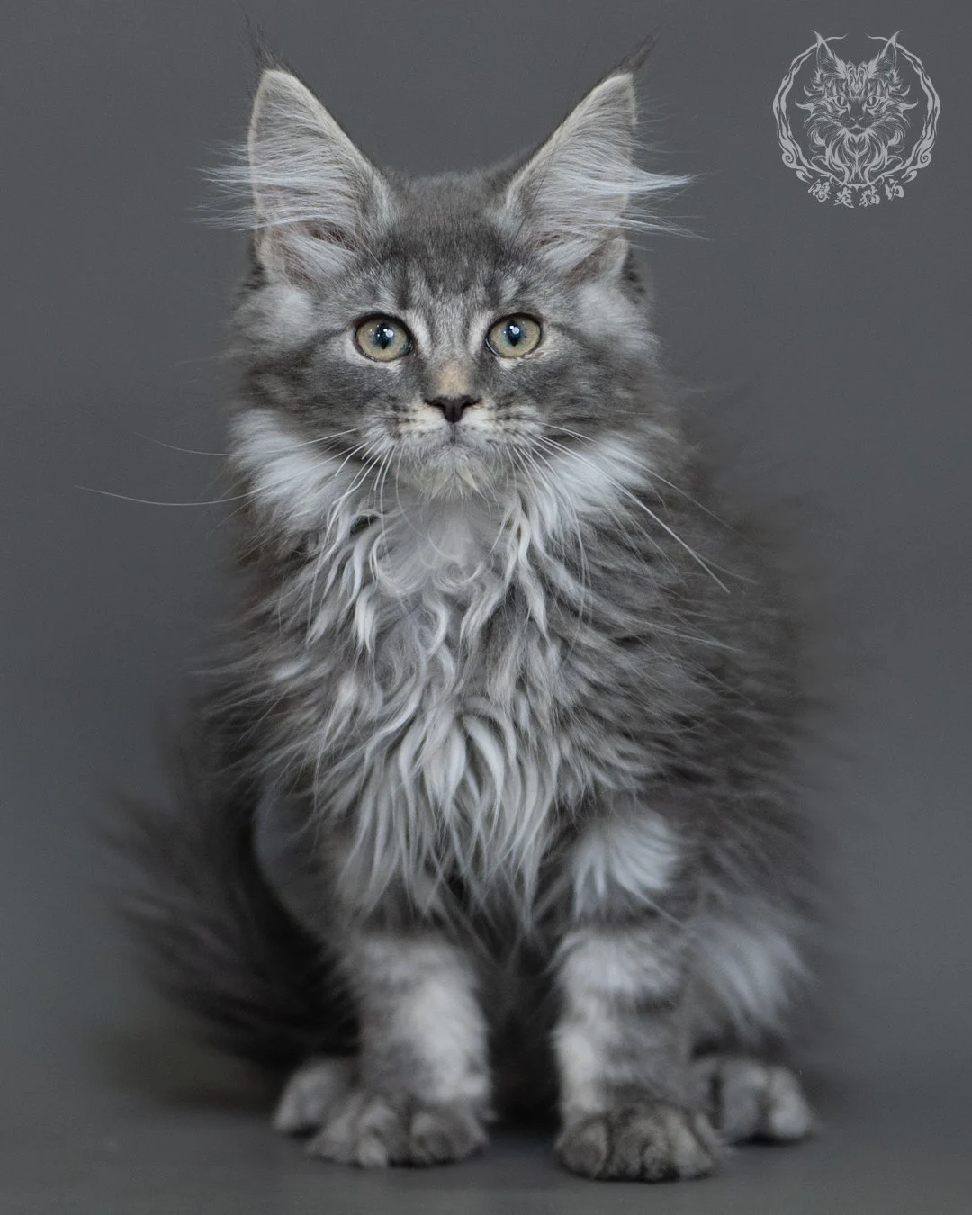 藍銀虎斑緬因貓 Blue Silver Tabby Maine Coon 3months Cattery Taichung 10