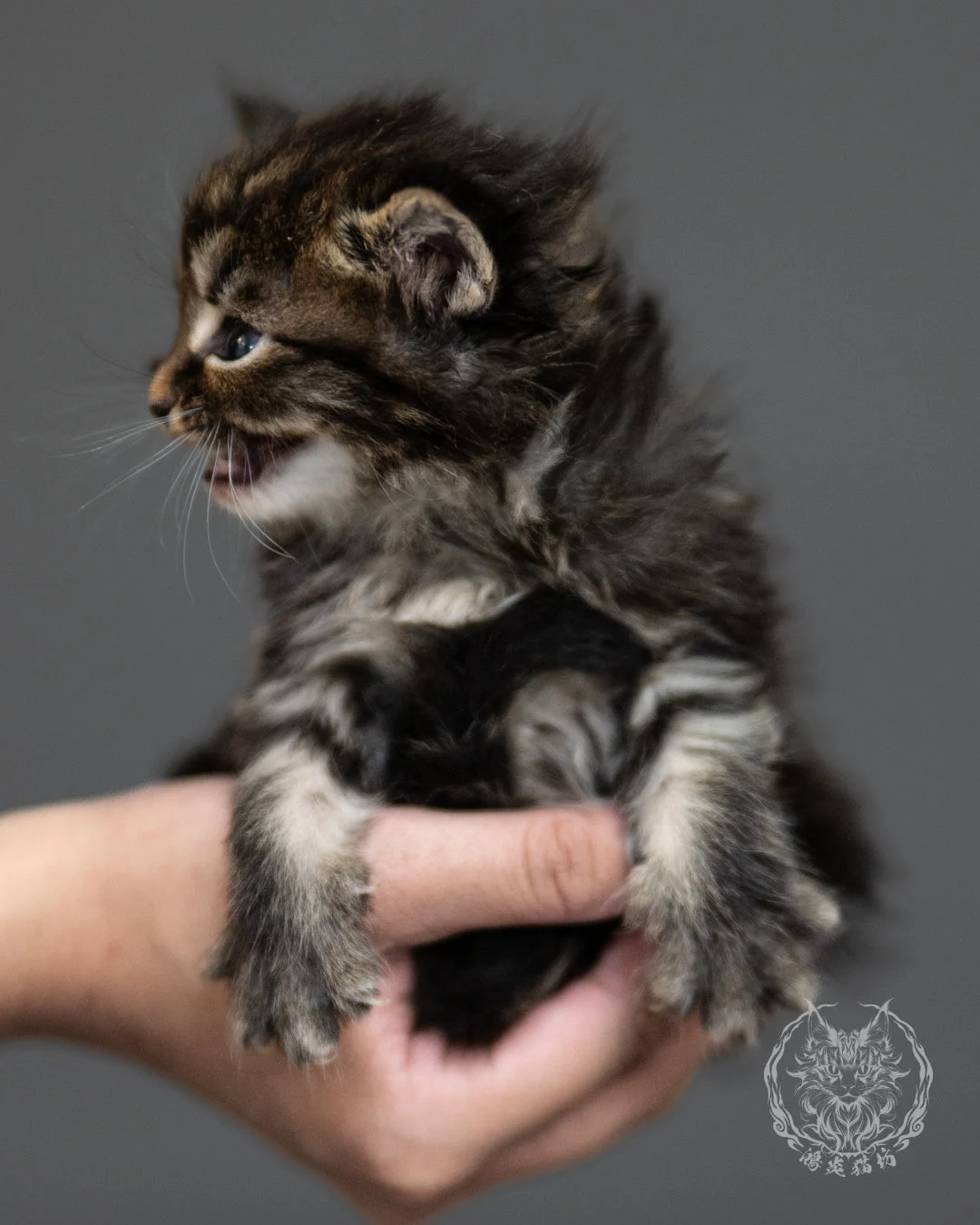 棕虎斑緬因貓 Brown Tabby Maine Coon 4weeks Side 2