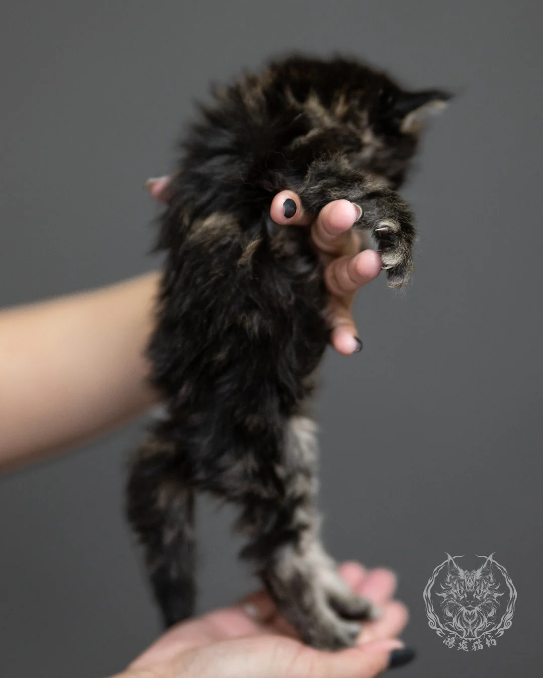 棕虎斑緬因貓 Brown Tabby Maine Coon 4weeks Side 11