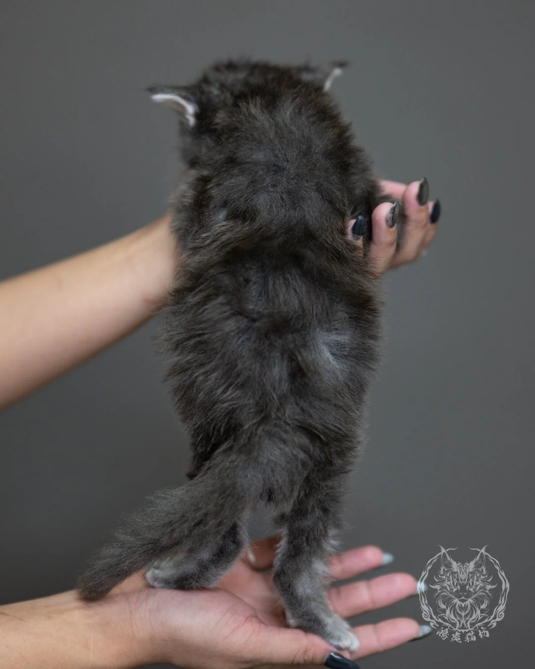 藍銀虎斑緬因貓 Blue Silver Tabby Maine Coon 4weeks Holding 9