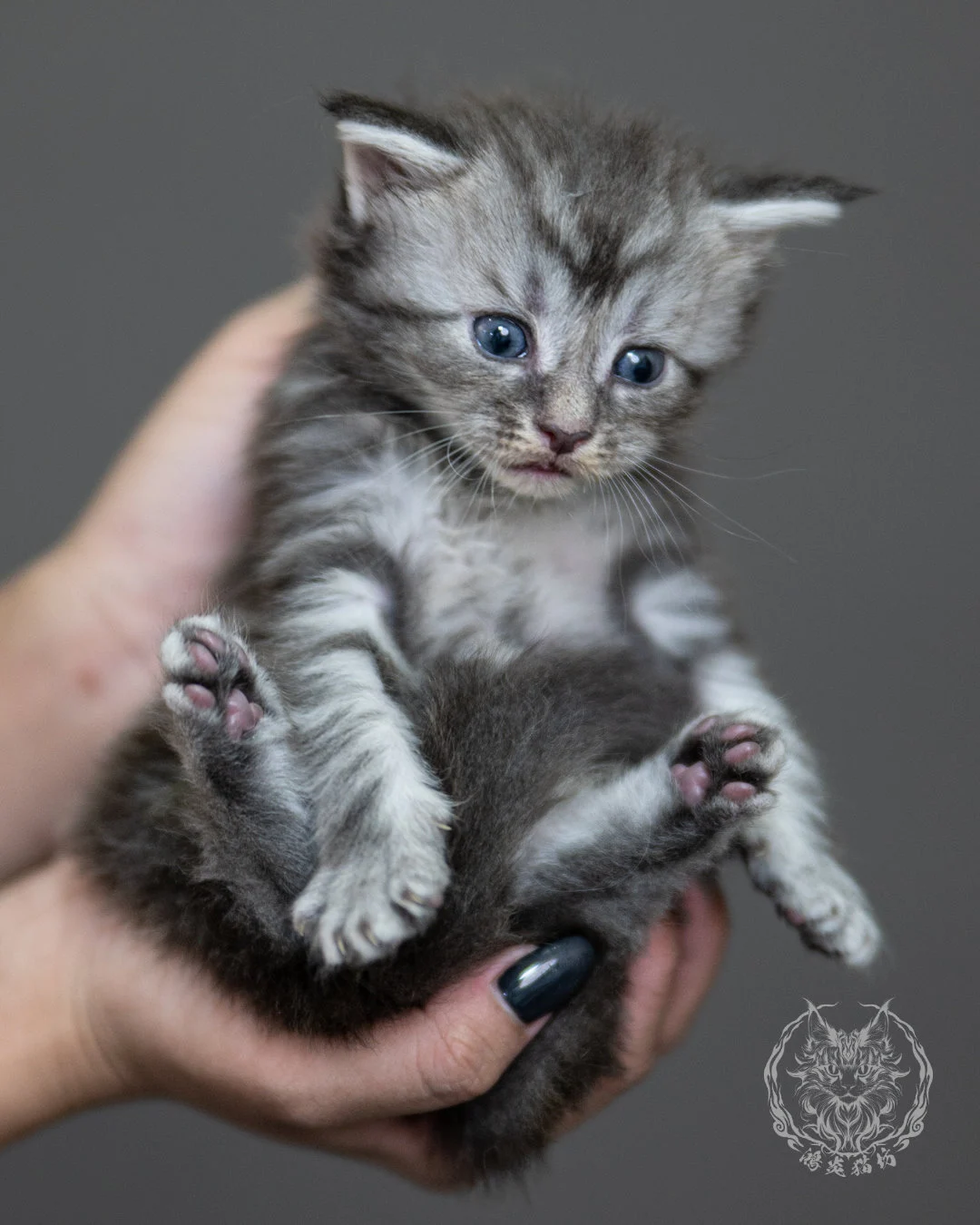 藍銀虎斑緬因貓 Blue Silver Tabby Maine Coon 4weeks Holding 4