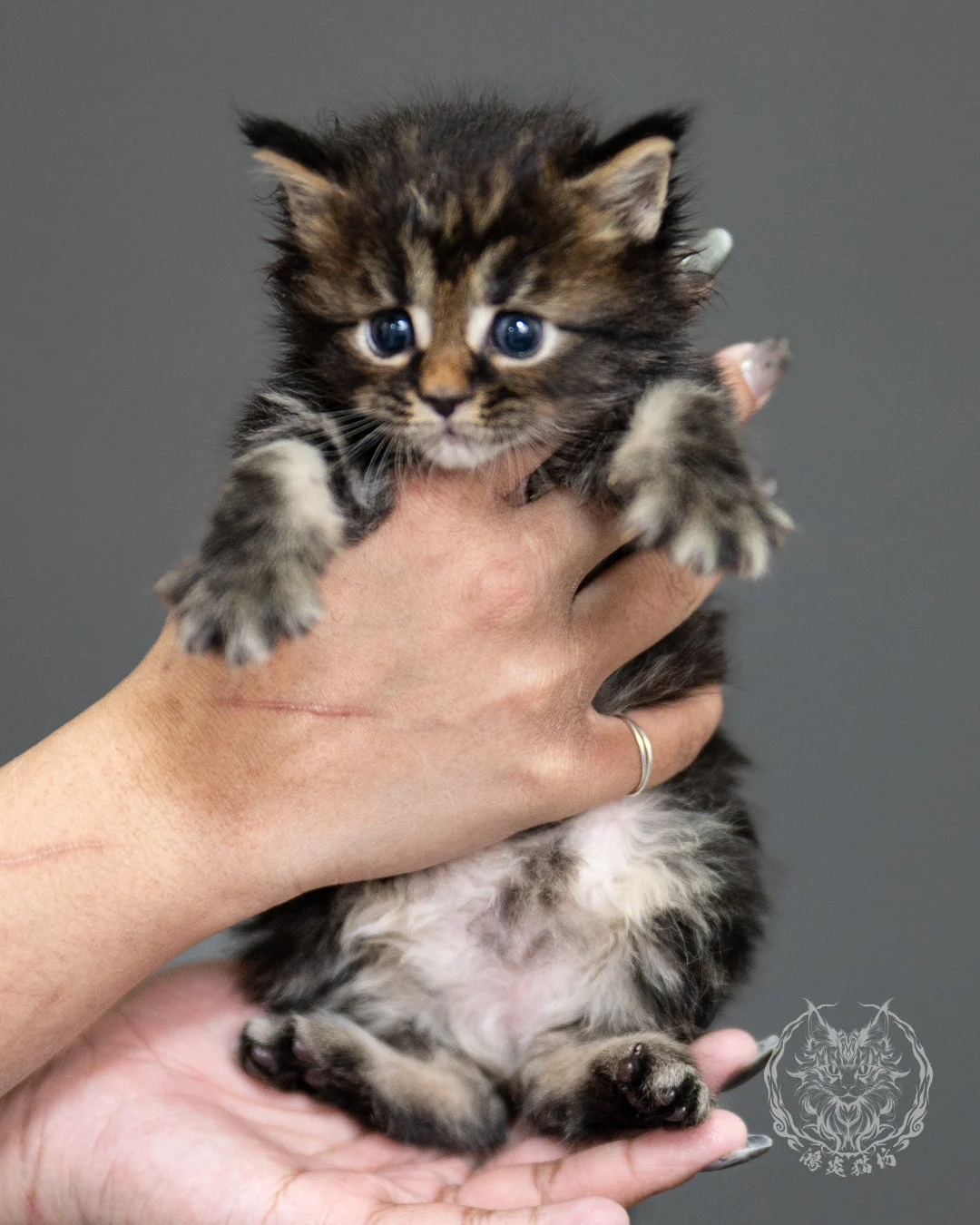 棕虎斑緬因貓 Brown Tabby Maine Coon 4weeks Side 7