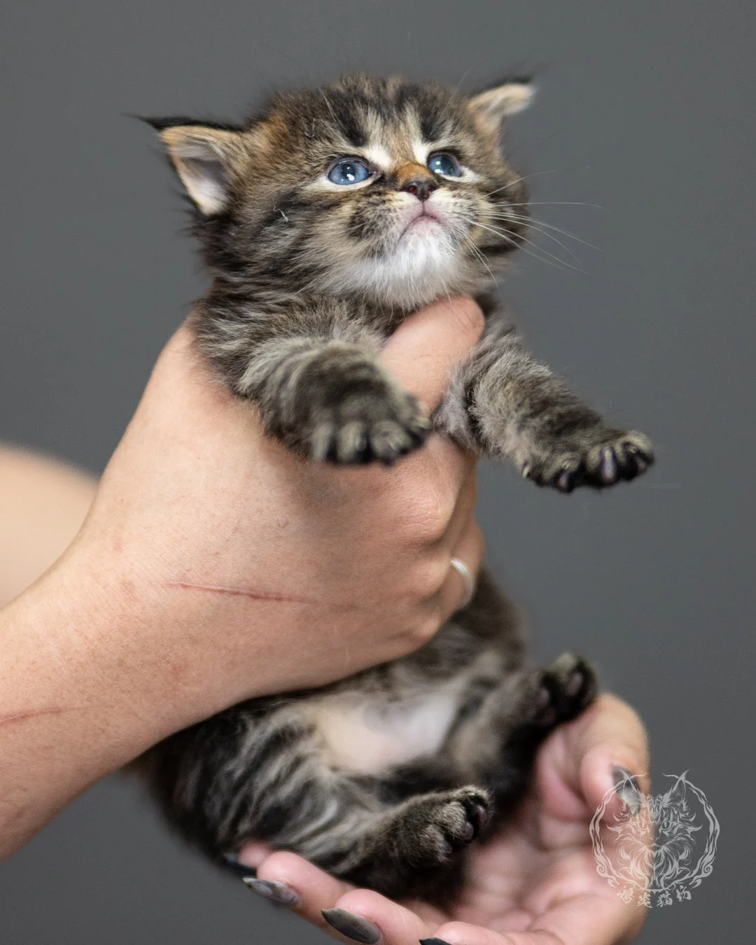 棕虎斑緬因貓 Brown Tabby Maine Coon 4weeks Side 8