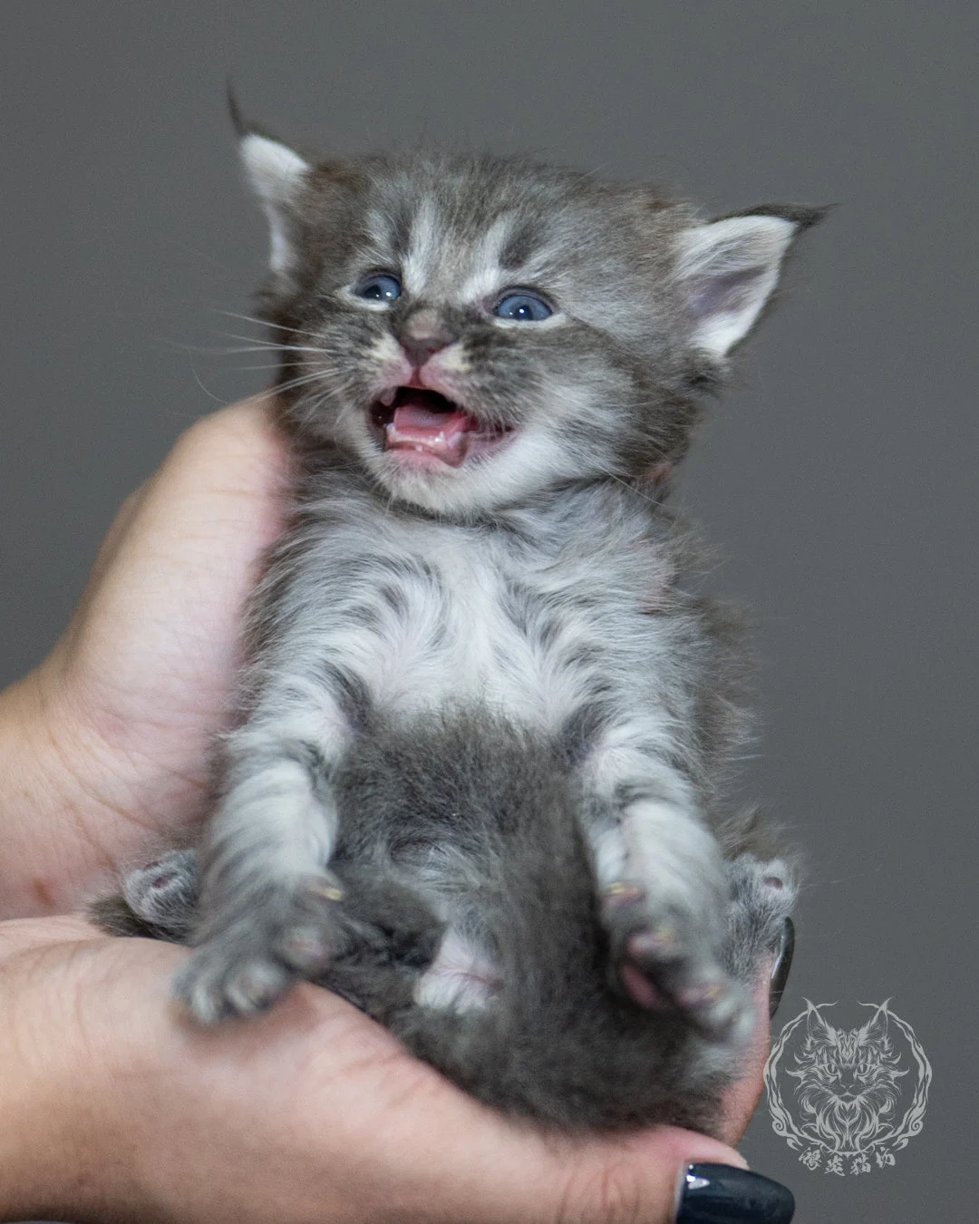 藍銀虎斑緬因貓 Blue Silver Tabby Maine Coon 4weeks Holding 1