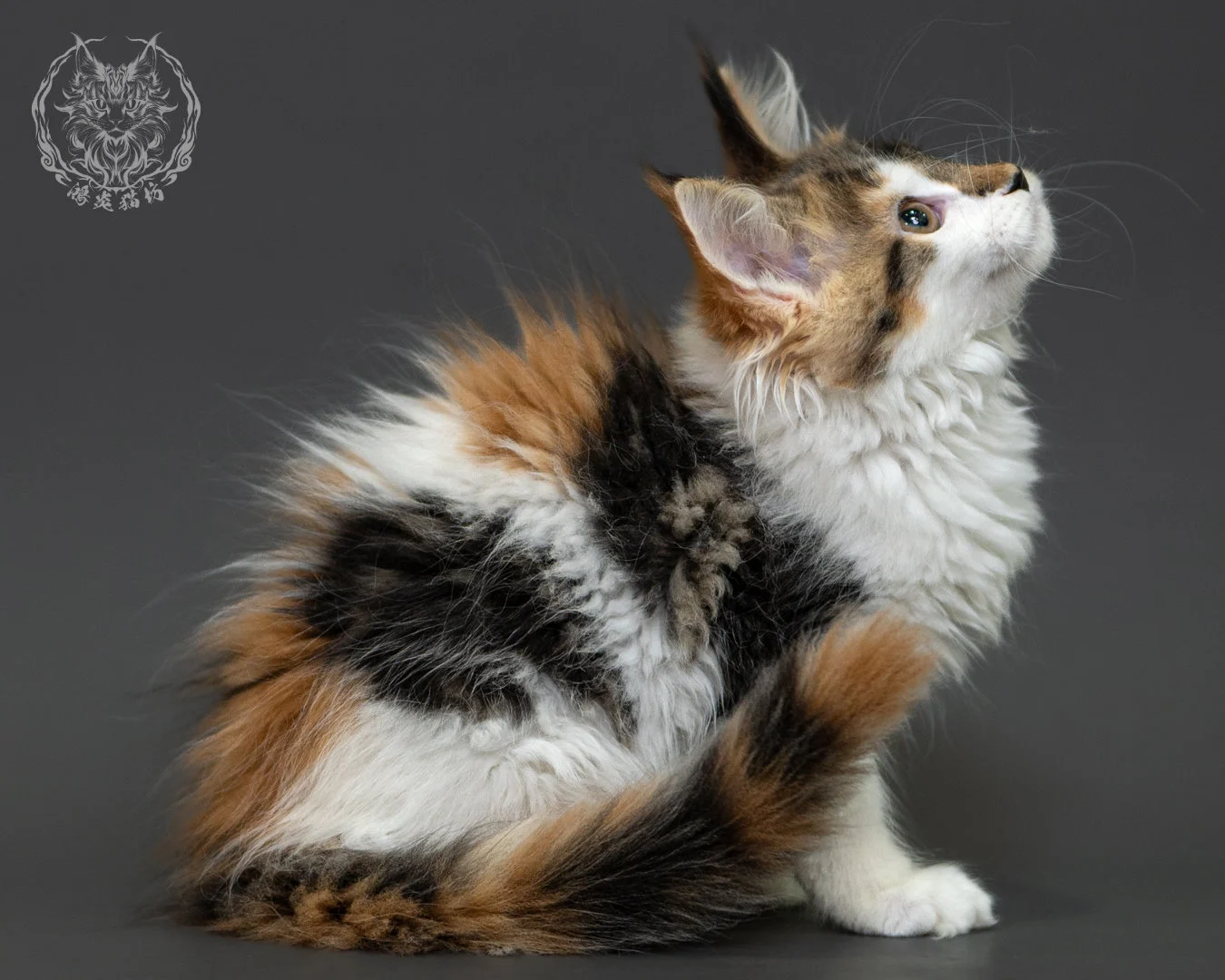 三花緬因貓 3個月紀錄 Calico Maine Coon Kitten 3months 9