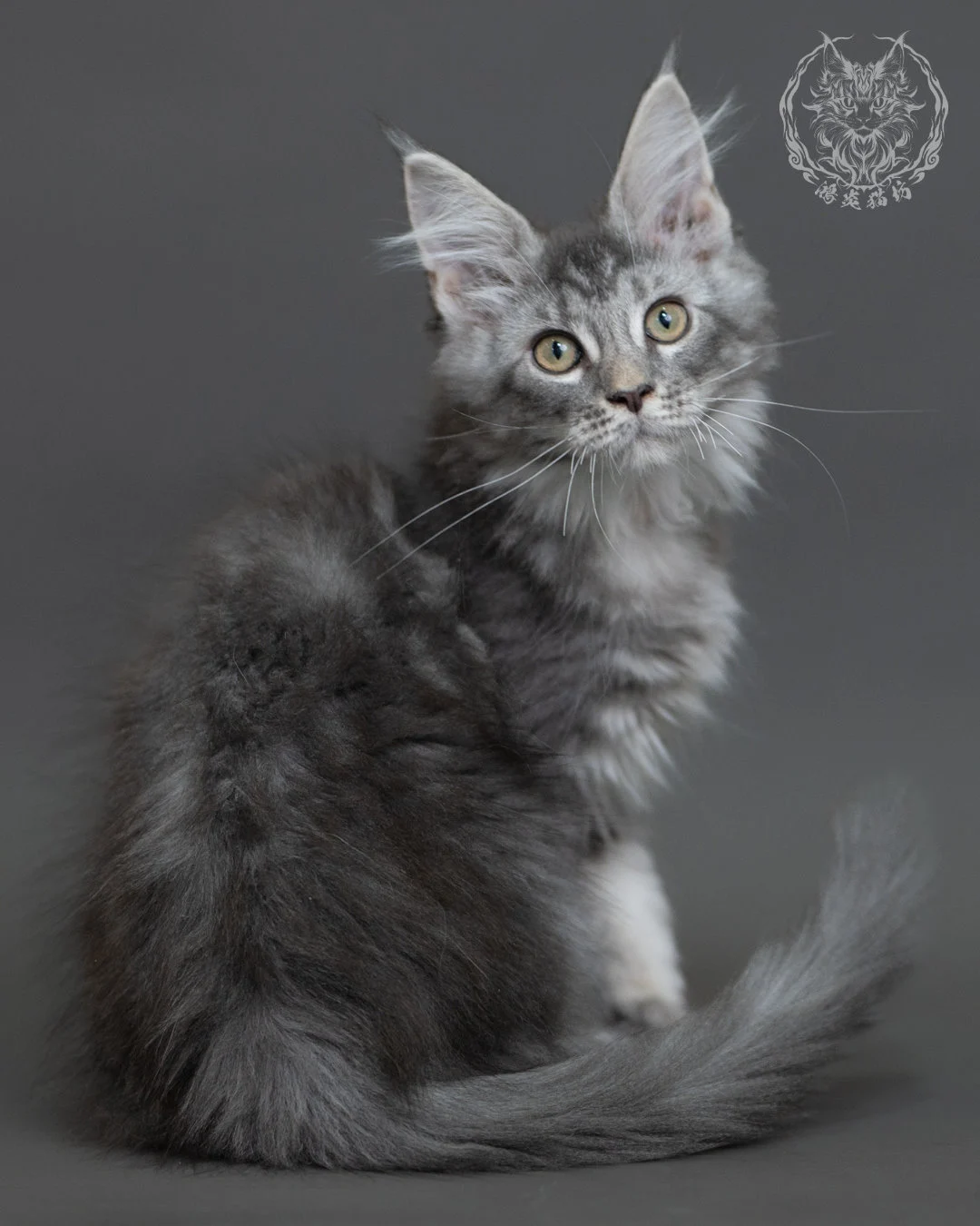 藍銀虎斑緬因貓 Blue Silver Tabby Maine Coon 3months Cattery Taichung 7