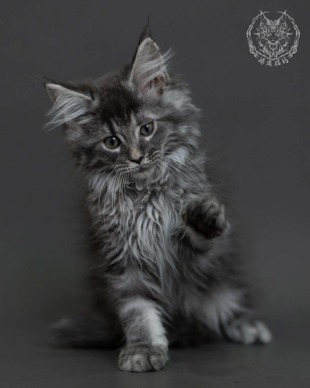 藍銀虎斑緬因貓 Blue Silver Tabby Maine Coon 3months Cattery Taichung 12