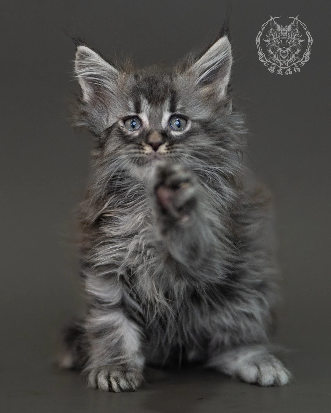 藍銀虎斑緬因貓 Blue Silver Tabby Maine Coon 2months Cattery Taichung 8