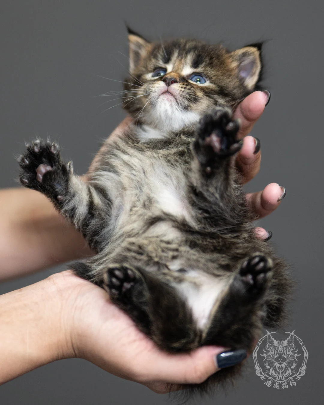 棕虎斑緬因貓 Brown Tabby Maine Coon 4weeks Side 3