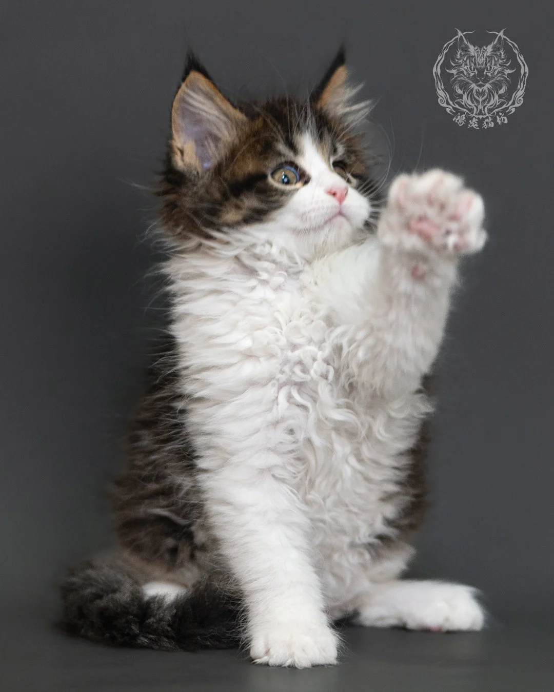 棕虎斑緬因貓 Brown Tabby Maine Coon 2months Cattery Taichung 8
