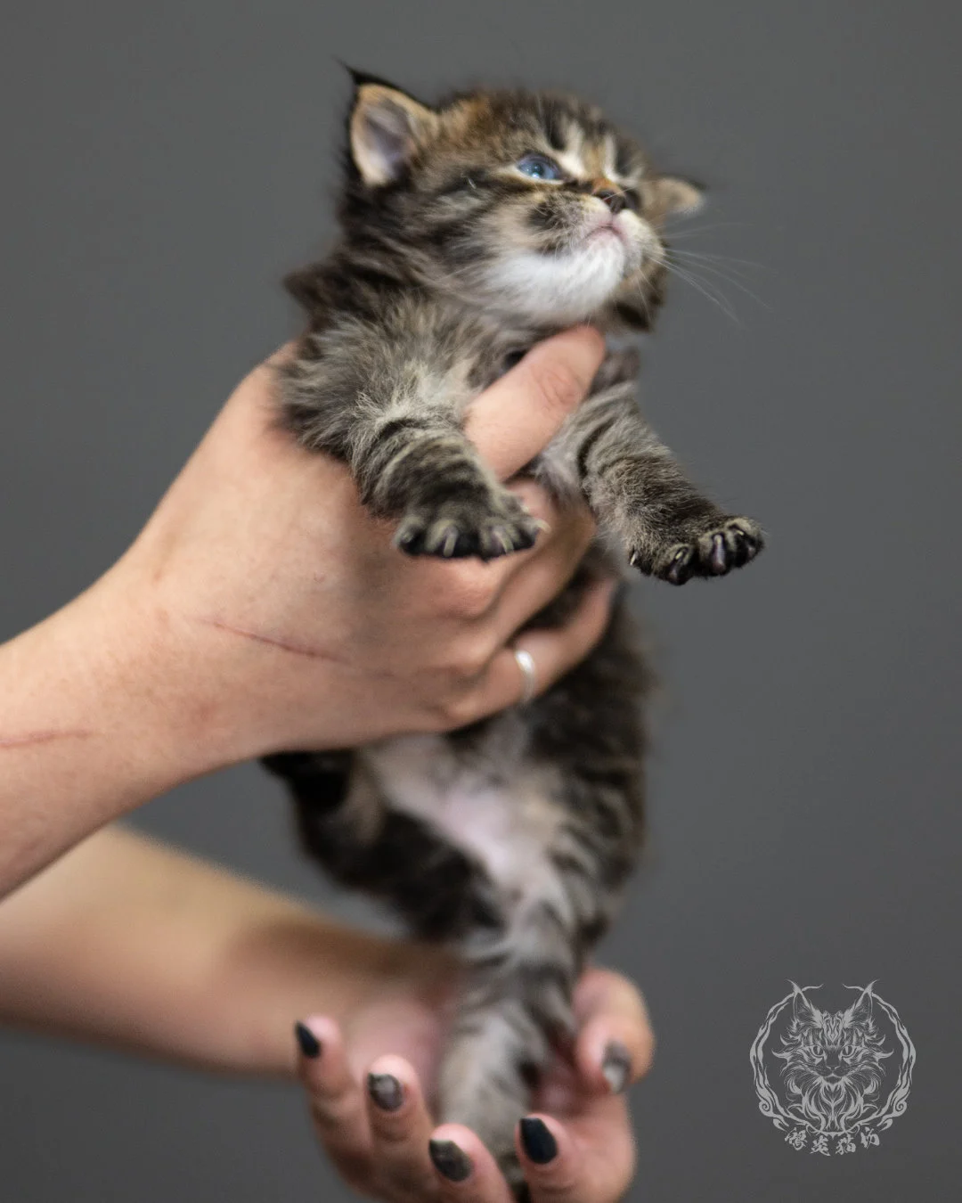 棕虎斑緬因貓 Brown Tabby Maine Coon 4weeks Side 10
